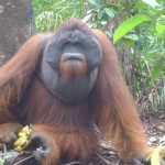 31678_1129245286756_1695950741_228868_4368395_n