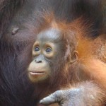 31678_1129245446760_1695950741_228872_3704514_n