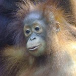 31678_1129245566763_1695950741_228875_7805014_n