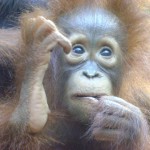 31678_1129252286931_1695950741_228877_4759590_n