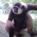 31678_1129252446935_1695950741_228881_4116286_n(1)