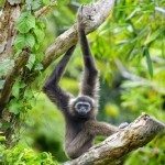 4985937-a-gibbon-monkey-in-kota-kinabalu-borneo-malaysia