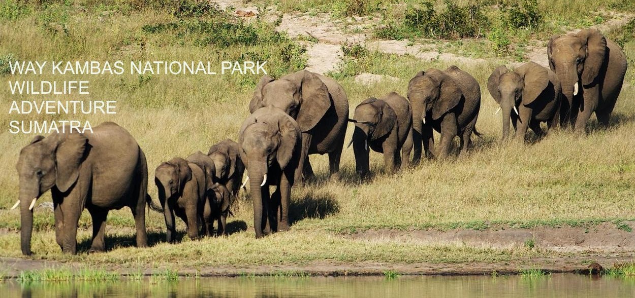 flores, komodo tour, komodo travel, komodo dragon, komodo adventure, komodo discovery, bali, flores, rinca komodo, rinca island, komodo diave, komodo indonesia