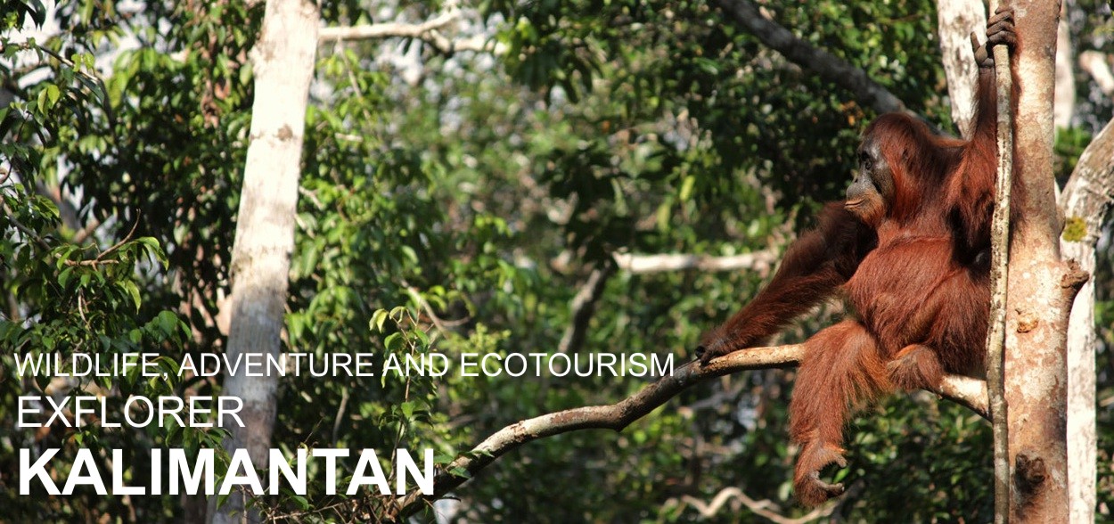 flores, komodo tour, komodo travel, komodo dragon, komodo adventure, komodo discovery, bali, flores, rinca komodo, rinca island, komodo diave, komodo indonesia